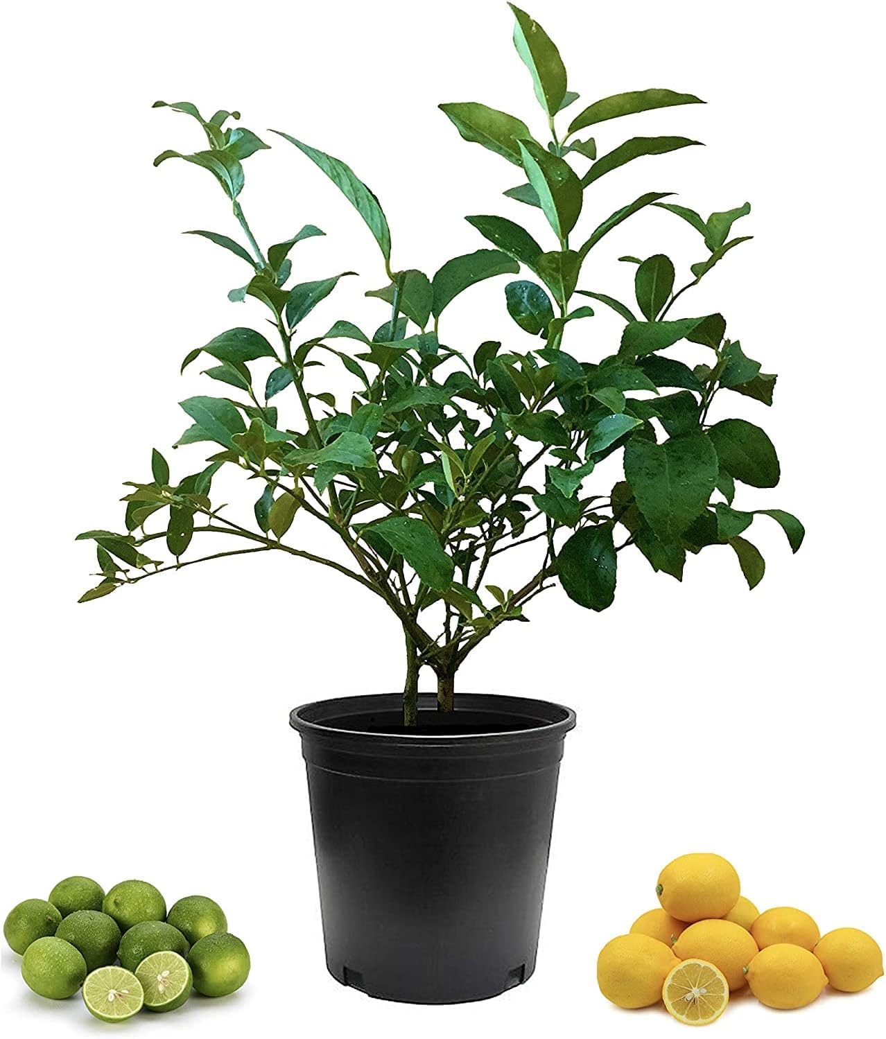 Cocktail Tree-Meyer Lemon/Key Lime - 8" Pot - No Shipping to TX, FL, AZ, CA, LA, HI