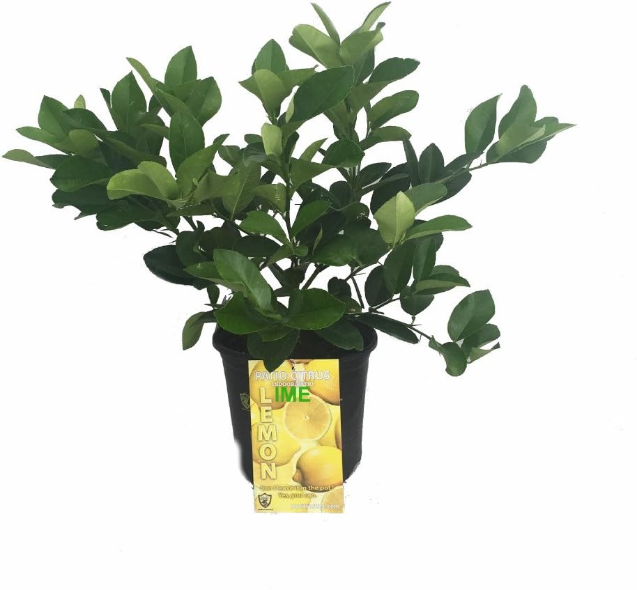Meyer Lemon / Key Lime Cocktail Tree - 8" Pot Z430466